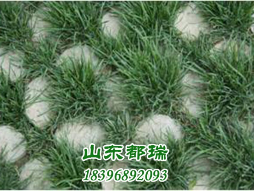 高承載植草停車(chē)坪